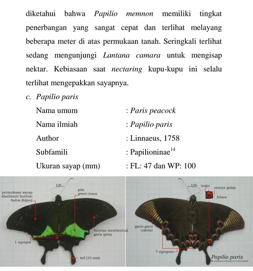 Gambar 4.4 Papilio paris 