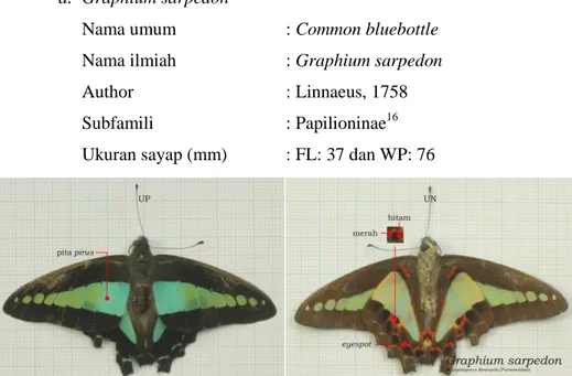 Gambar 4.5 Graphium sarpedon 