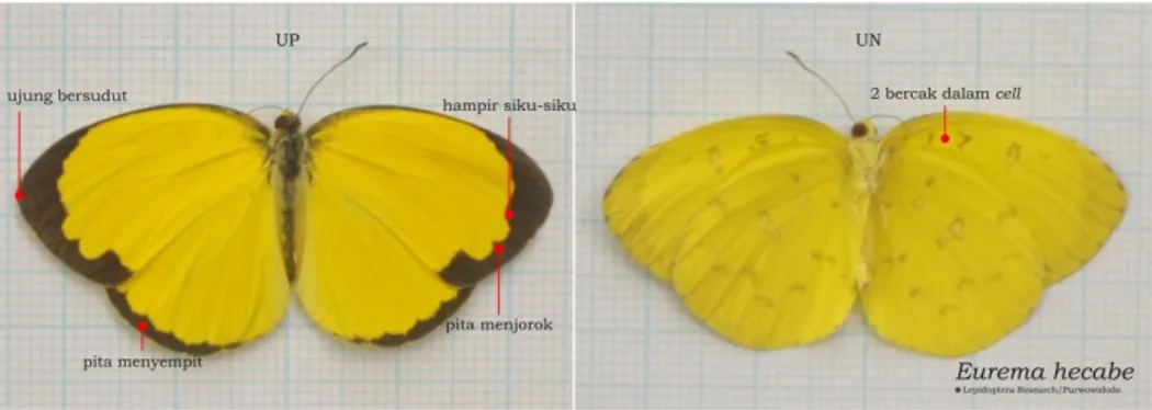 Gambar 4.8 Eurema hecabe 