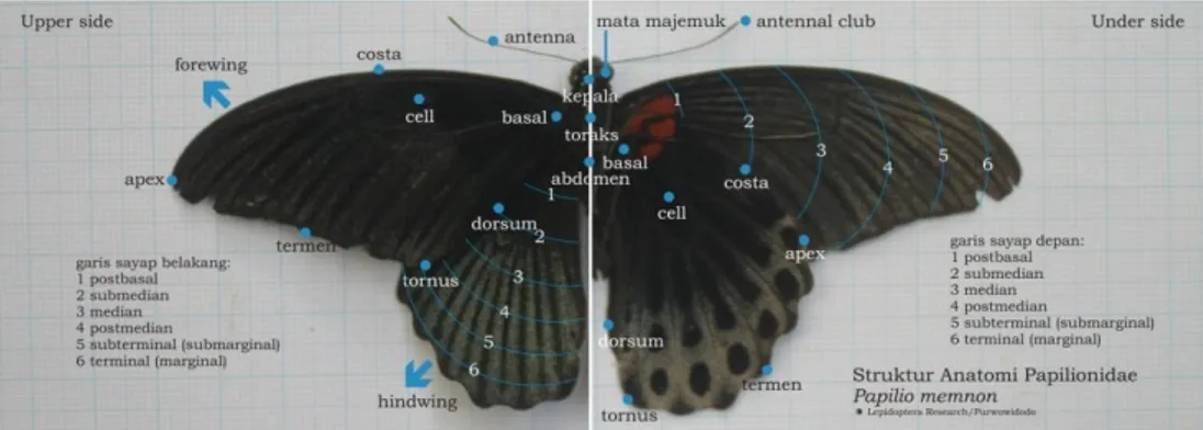 Gambar 2.2 Struktur anatomi Papilio memnon 11