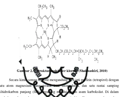 Gambar 2.5. Struktur molekuler klorofil (Shakhashiri, 2010) 