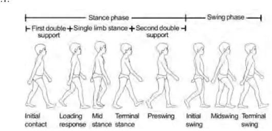 Gambar 2.1 Fase stance dan swing (Vaughan et al., 1999)  2.2.2.1 Fase Menapak (Stance phase) 