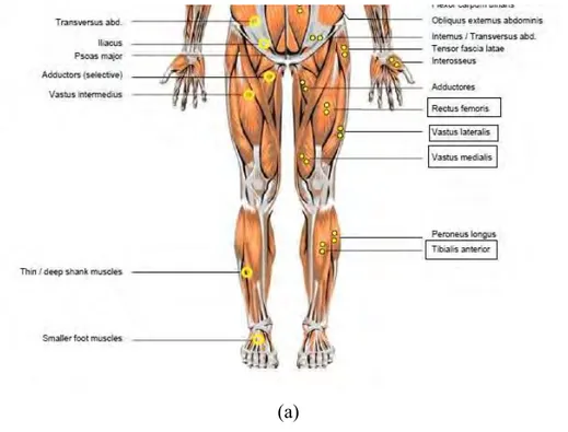 Gambar  2.3 menunjukkan posisi otot tungkai bagian atas dan otot tungkai  bagian bawah