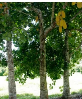 Gambar 1. Pohon nangka (Artocarpus heterophyllus Lam.)  (Elevitch &amp; Manner, 2006) 