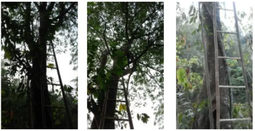 Gambar 2. Tumbuhan Artocarpus kemando