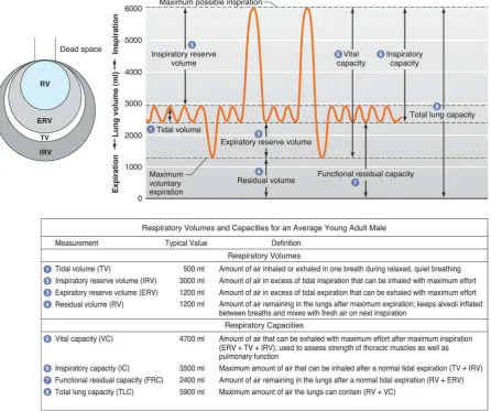Gambar 1. Spirogram static paru-paru dan kapasitas volume paru rerata (Barret, et.al, 2010) 