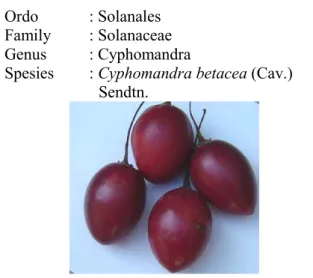 Gambar 1. Buah Terung Pirus 