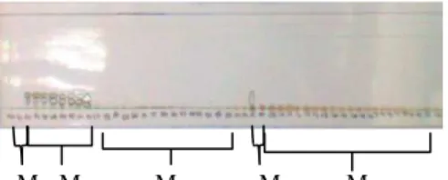 Gambar  2.  Profil  kromatografi  lapis  tipis  hasil  pemisahan  kromatografi  kolom,  fasa  gerak  n-heksan  :  etil  asetat  (  9:1),  M 1 :  (  fraksi  40-41),  M 2 :  (  fraksi   42-50),  M 3 :  (fraksi  54-102),  M 4  :  (fraksi  105),  M 5  :  (frak