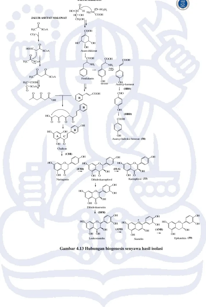 Gambar 4.13 Hubungan biogenesis senyawa hasil isolasi 