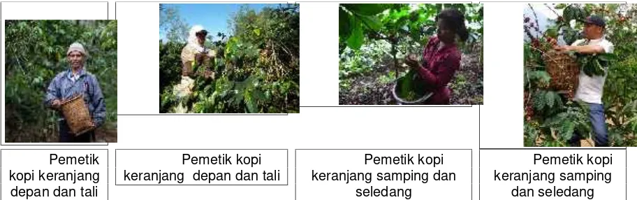 Gambar Model pemetik kopi  dan alat yang  digunakan  di beberapa daerah di Indonesia