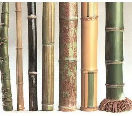 Gambar 1 : Jenis jenis bambu 