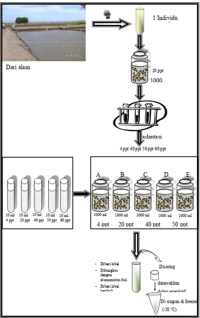 Gambar 8    Kultur dan pemanenan B. rotundiformis untuk ekstraksi senyawa  bioaktif 