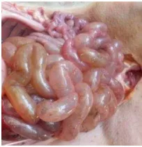 Gambar 1. Pemeriksaan makroskopis usus  anak babi landrace yang terkena colibacillosis
