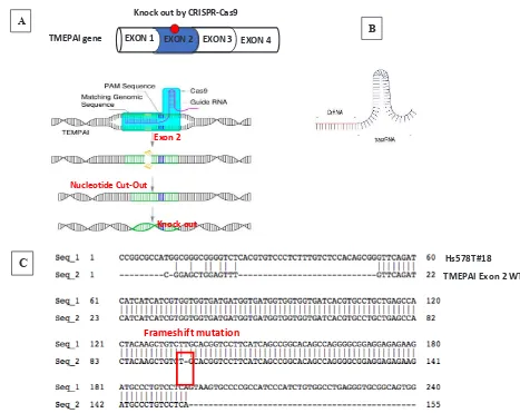 Figure 1.  CRISPR-Cas9 system to knock-out TMEPAI. (A) CRISPR-Cas9 systems in Hs578T, the triple negative breast cancer cell 