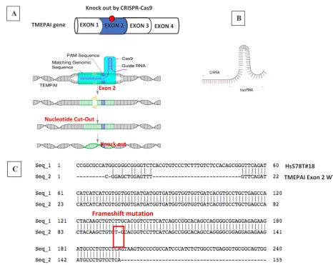 Figure 1.  CRISPR-Cas9 system to knock-out TMEPAI. (A) CRISPR-Cas9 systems in Hs578T, the triple negative breast cancer cell 