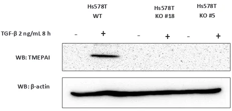 Figure 2. Establish knock-out TMEPAI in triple negative breast cancer cell line. The expression of TMEPAI protein in WT and KO Hs578T cells was measured by western blot analysis after TGF-β treatment
