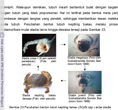 Gambar 23 Perubahan bentuk tubuh kepiting bakau (Scylla spp.) antar stadia 