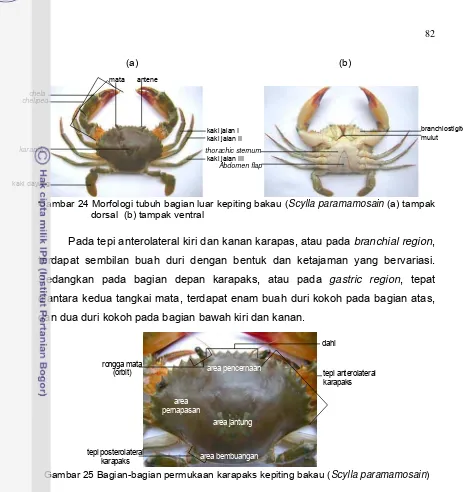 Gambar 25 Bagian-bagian permukaan karapaks kepiting bakau (Scylla paramamosain) 