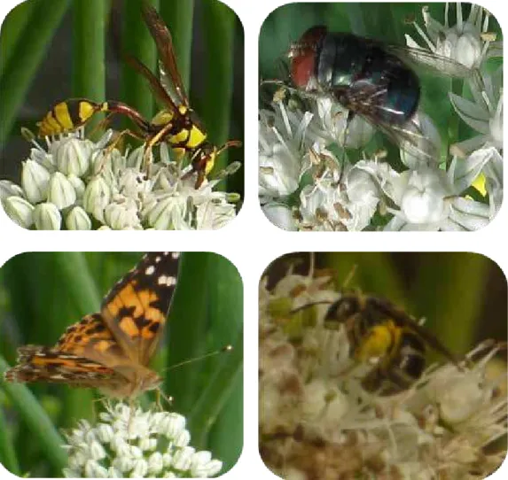 Gambar 2.    Serangga yang mengunjungi bunga bawang merah antara lain lebah tabu-tabuan, lalat hijau,  kupu-kupu, dan lebah madu ( Pollinators visit shallot flower such as vespidae, green fly, butterfly,  and honeybee)