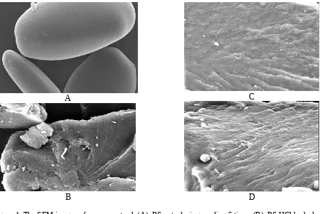 Figure 1. The SEM images of ganyong starch (A), RS autoclaving-cooling 5 times (B), RS HCl hydrolysis(C), and RS citric acid hydrolysis (D)