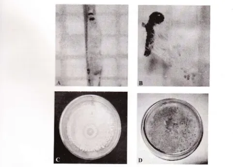 Gambar l. Gejala larva,S. incertwlas yang tennfeksi B. bassiana (A), terinfeksi M. anisopliae @) dan warnaserta bentuk koloni B