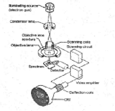 Gambar 12. Skema Scanning Electron Microscopy