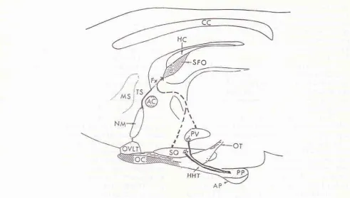 Figure 13. A schenatic sagittal drawing of the rat diencephalon depict the locatiott of the subfornical organ (SFO) lying in theof,thg^third ventricle underthe hippocanpal conunissure (HC) and fornft (Ft); inaccordance with recentta,t/'te neurosecretoric ,