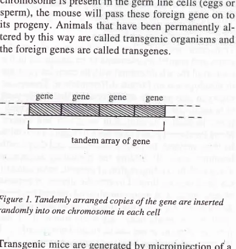 Figure l. Tandemly arranged copies of the gene are insertedrandomly into chromosome 