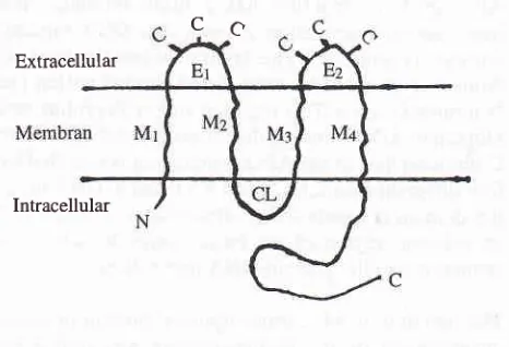 Figure 4. (Ml-M4),2 The structure of Cbnnexin protein. The protein struc-ture consists of4 transmernbrane hydrophobic moleculesextracellular loops (El-82), cytoplasmic loop(CL), amino and carboryl termini