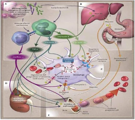 Gambar 1. Skema Patogenesis Anemia akibat 