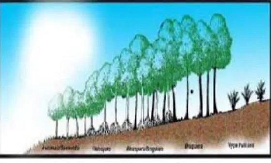 Gambar 2.1 Zonasi Hutan Mangrove  (Bengen, 2004 dalam www.IMRED.org) 