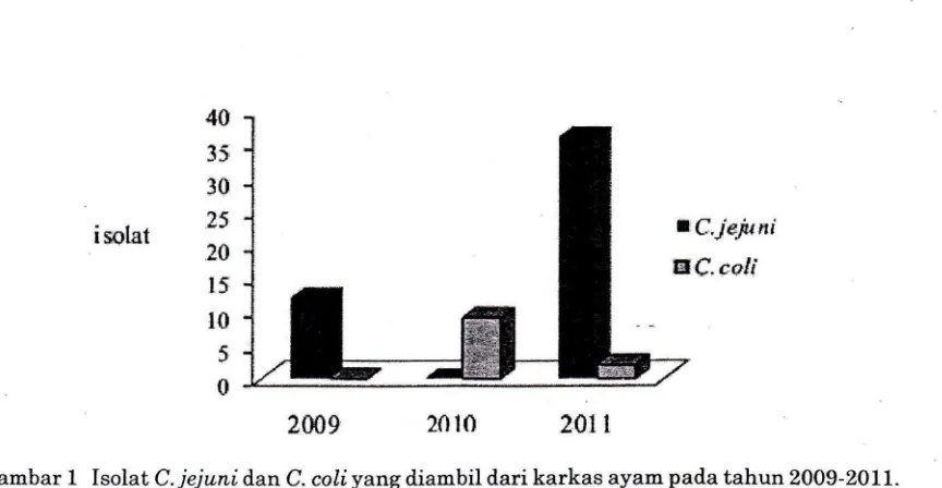 Gambar 1 Isolat C.jejuni dan C. coli yang diambil dari karkas ayam pada tahun 2009-2011
