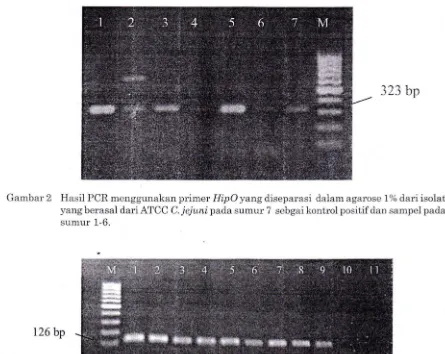 Gambar 2 Hasil PCR menggunakan primer HipO yang diseparasi dalam agarose 1% dari isolat 