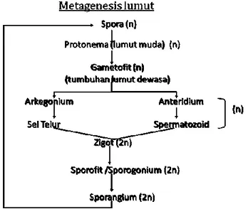 Gambar 2.2 Metagenesis Tumbuhan Lumut 22