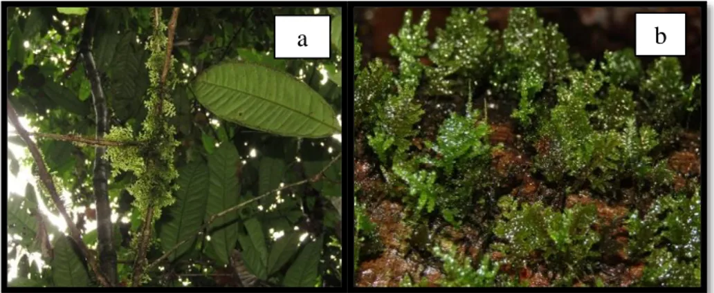 Gambar 4.7 Genus Bryum 