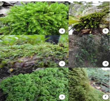 Gambar 2. Beberapa spesies lumut daun dan habitatnya. (a) Dicranoloma reflexum habitat tanah, (b) Brachymenium 