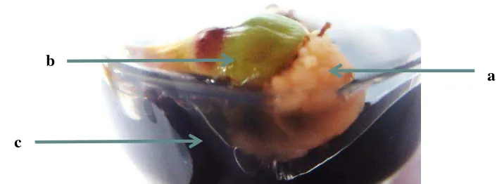 Gambar 4.1. Kalus bunga betina kelapa sawit dalam kultur in vitro: a. kalus; b. eksplan bunga betina kelapa sawit; c