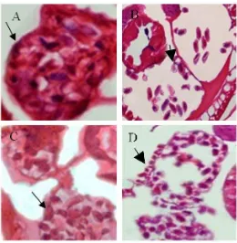Gambar 1. Perubahan morfologi telur pada uterus cacing A. galli ekstrak biji mg/mL albendazole