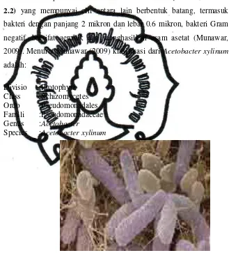 Gambar 2.2 Bakteri Acetobacter xylinum 