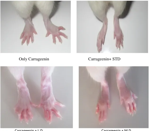 FIG:  EFFECT OF OMA LEGHIYAM WITH HONEY/GHEE ON Carrageenin -INDUCED PAW  EDEMA IN RATS 