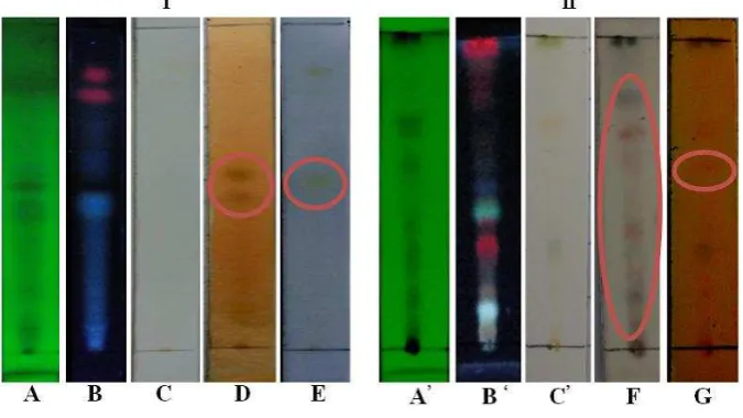 Gambar 1. Profil Kromatografi Lapis Tipis 