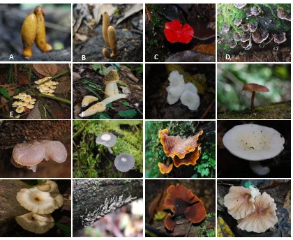 Gambar 2. candidus ; (H). Dermocybe sp.; (I). Auricularia sp.; (J). Corprinus lagopus; 