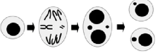 Gambar 3. Pembentukan mikronukleus dari kromosom yang tertinggal  pada tahap anafase 