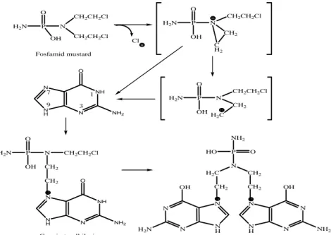 Gambar 5. Mekanisme Alkilasi DNA guanin 