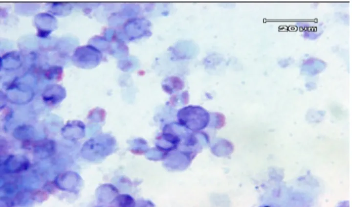 Gambar 8. Gambar mikroskopis sel eritrosit normal kelompok III dengan  perbesaran   100 Χ 