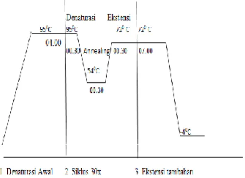 Tabel 1. Kondisi PCR untuk masing-masing analisis 