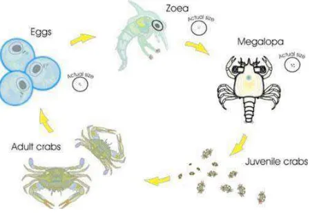 Figure 2. Lifecycle of blue swimming crab (Portunus pelagicus) 