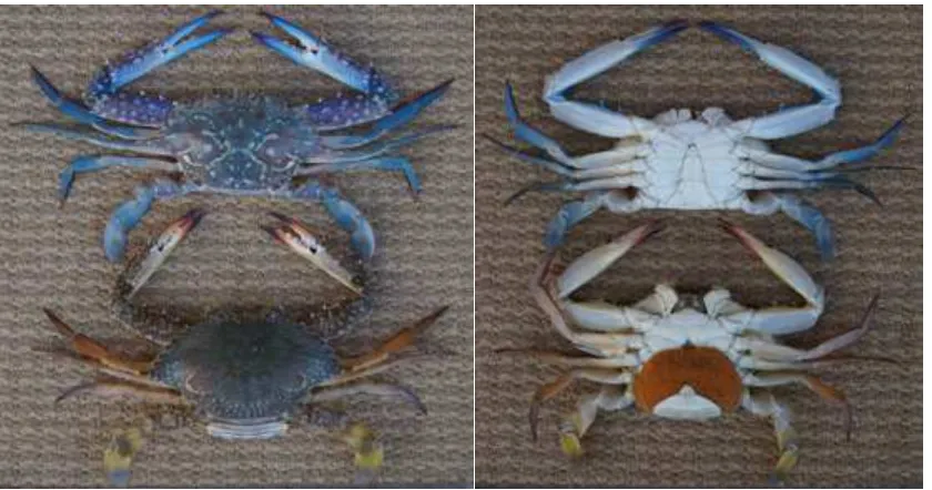 Figure 1. Photos of Blue Swimming Crab: upper: male and lower: female. Taken by 