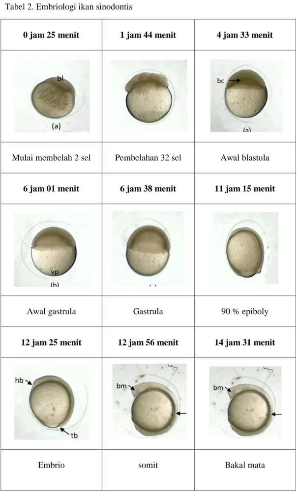 Tabel 2. Embriologi ikan sinodontis 