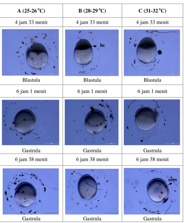 Tabel  1.  Perkembangan  embrio  ikan  sinodontis  berdasarkan  waktu  setelah  fertilisasi 